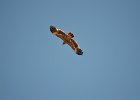 Steppearend (Aquila nipalensis) -   ten zuiden van Tsogt Ovoo 23-08-2016  (4)
